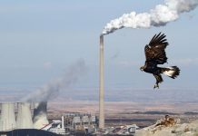 Πώς η καταστροφή των οικοσυστημάτων γεννάει πανδημίες