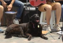 “Οι Άγνωστοι Αθηναίοι”, μια ταινία για τους αδέσποτους σκύλους της Αθήνας (τρέιλερ)