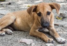 Κακοποίηση ζώων: Πώς μπορούμε να βοηθήσουμε