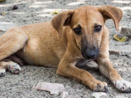 Κακοποίηση ζώων: Πώς μπορούμε να βοηθήσουμε