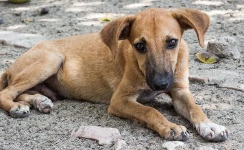 Κακοποίηση ζώων: Πώς μπορούμε να βοηθήσουμε