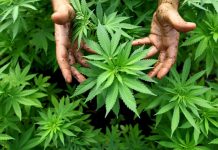 Μεγάλος περίπατος: Φύτεψαν κάνναβη στις ζαρντινιέρες!