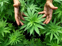 Μεγάλος περίπατος: Φύτεψαν κάνναβη στις ζαρντινιέρες!