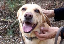 Γινόμαστε μια ομάδα για τα αδέσποτα!