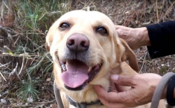 Γινόμαστε μια ομάδα για τα αδέσποτα!