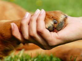 Ημερίδα της ΠΕΔΑ για τα αδέσποτα με συμμετοχή στελεχών του Δ. Βύρωνα