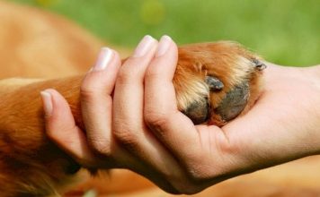 Ημερίδα της ΠΕΔΑ για τα αδέσποτα με συμμετοχή στελεχών του Δ. Βύρωνα