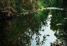 Απόφαση – σταθμός από ΣτΕ για το ρέμα της Πικροδάφνης