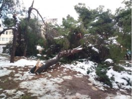 Εικόνες που άφησε πίσω του ο χιονιάς στο Άλσος Αγίας Τριάδας στην πόλη μας.