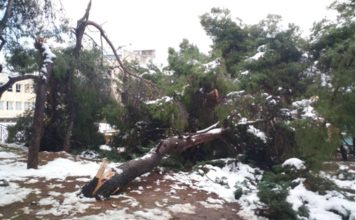 Εικόνες που άφησε πίσω του ο χιονιάς στο Άλσος Αγίας Τριάδας στην πόλη μας.