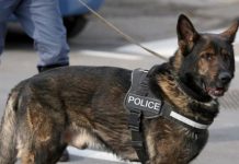 Σκύλος της αστυνομίας δάγκωσε… αστυνομικό και έσωσε διαδηλωτή