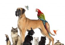 Βίντεο για την Αστική Πανίδα του Βύρωνα