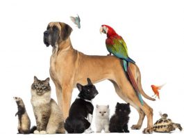 Βίντεο για την Αστική Πανίδα του Βύρωνα