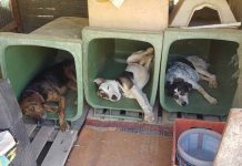 Παρέμβαση του δημάρχου Βύρωνα στο νομοσχέδιο, για τα ζώα συντροφιάς