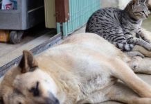 Οι προτάσεις του δημάρχου Γ. Κατωπόδη, για τα ζώα συντροφιάς