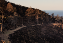 Αναδάσωση: Δεν μπορεί να ξεκινήσει αύριο και δεν μπορούμε να φυτέψουμε ό,τι μας αρέσει