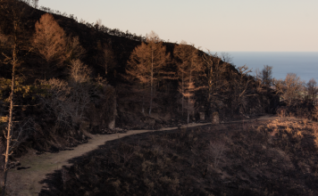 Αναδάσωση: Δεν μπορεί να ξεκινήσει αύριο και δεν μπορούμε να φυτέψουμε ό,τι μας αρέσει