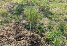 Νέες δενδροφυτεύσεις στο Δήμο Βύρωνα, στο Δασικό Πάρκο Εργάνης
