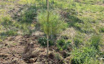 Νέες δενδροφυτεύσεις στο Δήμο Βύρωνα, στο Δασικό Πάρκο Εργάνης