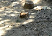 Να σταματήσει η καταστροφή των αστικών δέντρων!