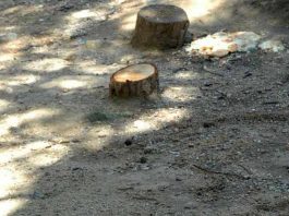 Δ. Βώβος: Δεν θα επιτρέψουμε την αυθαίρετη κοπή δέντρων