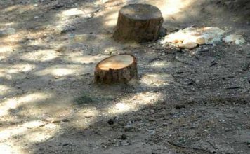 Δ. Βώβος: Δεν θα επιτρέψουμε την αυθαίρετη κοπή δέντρων