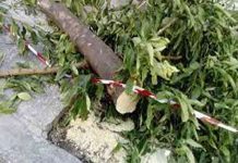 Εισηγούνται την κοπή δέκα ακόμη δένδρων στο Δ. Συμβούλιο του Δήμου Βύρωνα.