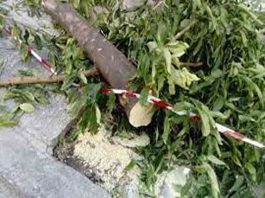 Εισηγούνται την κοπή δέκα ακόμη δένδρων στο Δ. Συμβούλιο του Δήμου Βύρωνα.