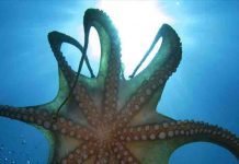 Αντιδράσεις επιστημόνων στην «καλλιέργεια» χταποδιών