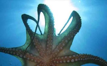 Αντιδράσεις επιστημόνων στην «καλλιέργεια» χταποδιών