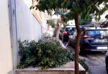 Τα κλαδιά του χιονιά