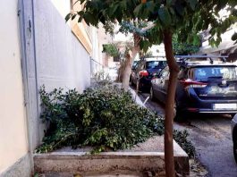 Τα κλαδιά του χιονιά