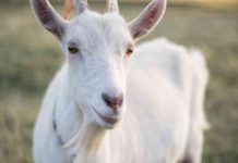 Η κατσίκα της γειτονιάς