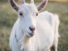 Η κατσίκα της γειτονιάς