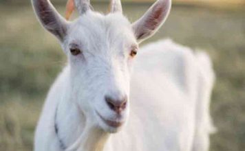 Η κατσίκα της γειτονιάς