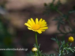 Στον κήπο του Ντάνκαν την Κυριακή 3 Απριλίου 2022
