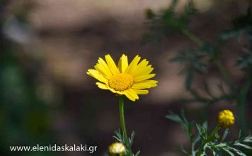 Στον κήπο του Ντάνκαν την Κυριακή 3 Απριλίου 2022