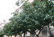 O Δ. Κορυδαλλού εξηγεί γιατί οι νεραντζιές δεν γίνονται λεμονιές!