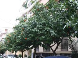 O Δ. Κορυδαλλού εξηγεί γιατί οι νεραντζιές δεν γίνονται λεμονιές!