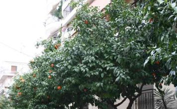 O Δ. Κορυδαλλού εξηγεί γιατί οι νεραντζιές δεν γίνονται λεμονιές!