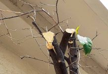 Κλάδεμα, μπόλιασμα, καρατόμηση – ιστορίες παραλόγου σε μια τσιμεντένια πόλη