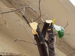 Κλάδεμα, μπόλιασμα, καρατόμηση – ιστορίες παραλόγου σε μια τσιμεντένια πόλη