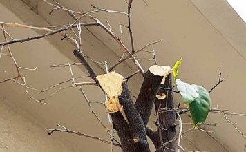 Κλάδεμα, μπόλιασμα, καρατόμηση – ιστορίες παραλόγου σε μια τσιμεντένια πόλη