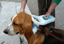 Οδηγίες για την ευζωία των ζώων συντροφιάς σύμφωνα με τον νέο νόμο