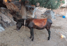 Το έγκλημα από την κακοποίηση των ιπποειδων στην Λίνδο δεν έχει όρια