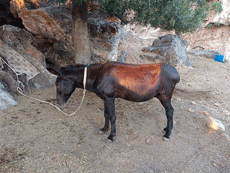 Το έγκλημα από την κακοποίηση των ιπποειδων στην Λίνδο δεν έχει όρια