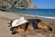 Της κοντης μνημης της φταίνε …..οι τρίχες!