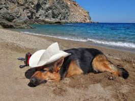 Της κοντης μνημης της φταίνε …..οι τρίχες!