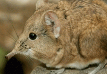 Ποιος είναι ο νέος ιός LayV που ανιχνεύθηκε στην Κίνα και τα κύρια συμπτώματα του