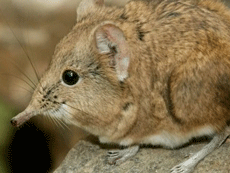 Ποιος είναι ο νέος ιός LayV που ανιχνεύθηκε στην Κίνα και τα κύρια συμπτώματα του